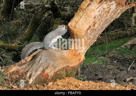 Graue Eichhörnchen (Sciurus carolinensis) stehend auf Weide (Salix sp) stark von der Eurasischen Biber (Castor Fiber) in einer Waldlandschaft, Gehäuse zerbissen bei Nacht, Devon Biber-Projekt, das von Devon Wildlife Trust, Devon, UK, April laufen. Von einer externen Kamera trap genommen. Stockfoto