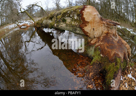 Moor-birke (Betula pubescens) von Eurasischen Biber (Castor Fiber) mit einigen ihrer Rinde gefällt Zerbissen aus, indem Sie sie, Lügen über einen Stream auf dem Gelände des Bamff Immobilien, Alyth, Perthshire, Tayside, Schottland, UK, April. Fischaugenobjektiv. Stockfoto