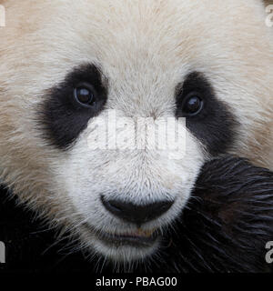 Panda (Ailuropoda lalage) Gesicht Nahaufnahme unverlierbaren, China Stockfoto