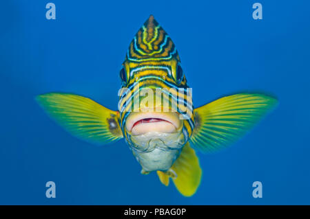 Ribbon Süßlippen (Plectorhinchus polytaenia) USAT Liberty Wrack, Tulamben, Bali, Indonesien. Java Sea Stockfoto