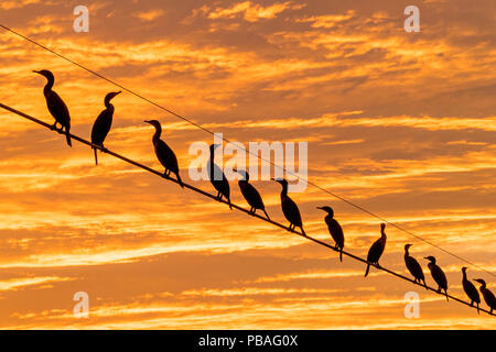 Herde der Neotropis Kormorane (Phalacrocorax brasilianus) auf Draht bei Sonnenuntergang, Cibola National Wildlife Refuge, Arizona, USA. November. Stockfoto