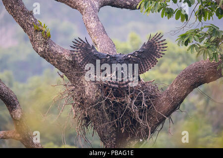 Harpyie (Harpia harpyja), weibliche Landung mit monkey Beute im Nest, Carajas Nationalpark, Amazonas, Brasilien. Stockfoto