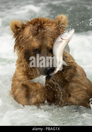 Grizzly Bear (Ursus arctos) fängt einen Fisch, Brooks Falls im Katmai National Park, Alaska, USA, Juli Stockfoto