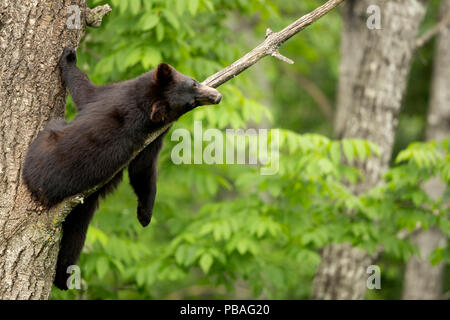 Black Bear (Ursus americanus) Cub in einem Baum, Minnesota, USA ruht, Juni Stockfoto