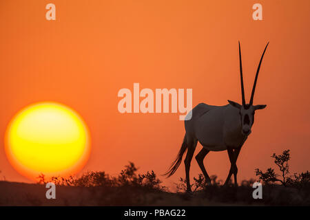 Arabische Oryx (Oryx leucoryx) bei Sonnenuntergang. Zuvor in der Wildnis ausgestorben, deren Erhaltungszustand jetzt stabil zu danken ist, Erhaltung Bemühungen. Dieser Mann ist ein Teil einer Wiedereinführung Programm in Dubai, VAE. Stockfoto