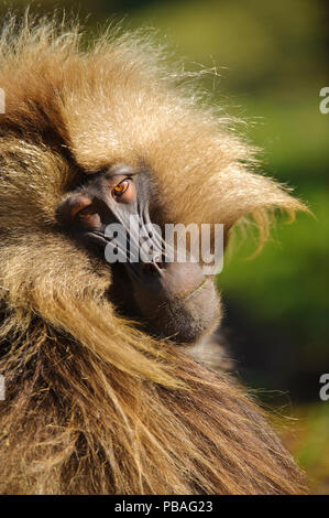 Nahaufnahme von Gelada (Theropithecus gelada) über die Schulter schauen, Simien Mountains National Park, Äthiopien. Stockfoto