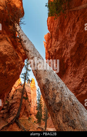 Douglasien (Pseudotsuga menziesii) im 'Wall Street' Canyon. Bryce Canyon National Park, Utah, USA, Oktober. Stockfoto