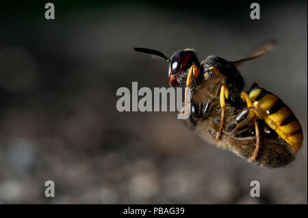 Europäischen beewolf (Philanthus triangulum) im Flug mit Biene Beute, Budapest, Ungarn Stockfoto