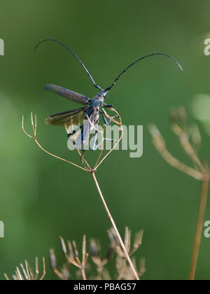 Moschus Käfer (Aromia moschata), Südkarelien, Finnland, August. Stockfoto