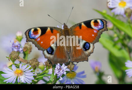 Tagpfauenauge (Inachis io) neu entstanden an Astern, Jyvaskyla, Finnland, August. Stockfoto