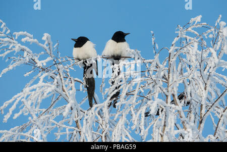 Gemeinsame Elstern (Pica Pica) auf Frost bedeckt Ästen thront, Jvaskyla, Finnland, Januar. Stockfoto