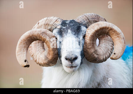 Schwarze Schafe ram konfrontiert mit verdrehten Hörnern, Mull, Schottland, UK. Januar. Stockfoto