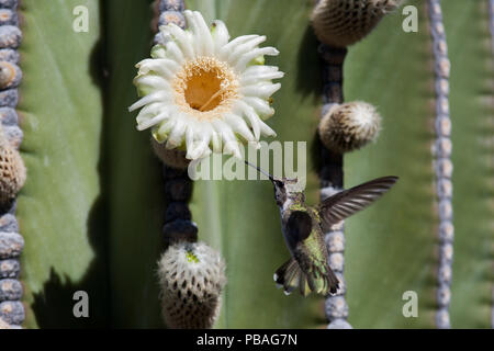 Schwarz, daß Kolibri (Archilochus alexandri) in Richtung ein Elefant Kaktus (Pachycereus pringlei) Blüte fliegen, Vizcaino Wüste, Baja California, Mexiko, Mai. Stockfoto