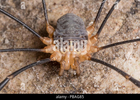 Schnitter (Leiobunum sp.) Nationalpark Triglav, Julische Alpen, Slowenien, Juli. Stockfoto