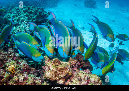 Greenthroat oder Singapur Papageienfisch (Scarus prasiognathus), große Schule von Terminal Männer Beweidung auf Algen bedeckt Coral Felsbrocken. Andaman Sea, Thailand. Stockfoto