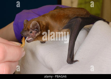 Abendsegler (Nyctalus noctula) mit einem mealworm zu einem Öffentlichkeitsarbeit Veranstaltung von Samantha Pickering, Garfield, Großbritannien, Oktober eingezogen werden. Model Released. Stockfoto