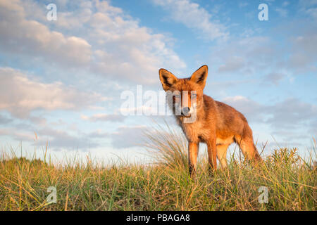 Red Fox (Vulpes vulpes) im Grünland, Niederlande, Juli. Stockfoto