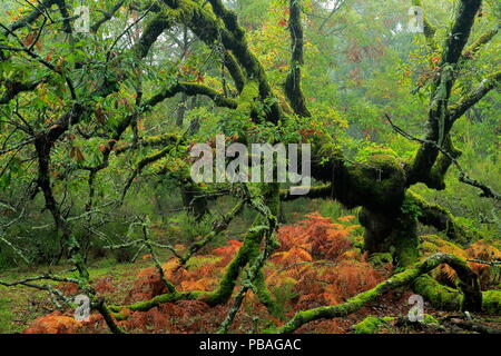 Portugiesische Eiche (Quercus faginea) im Moos bedeckt, Naturpark Los Alcornocales, Südspanien, November. Stockfoto