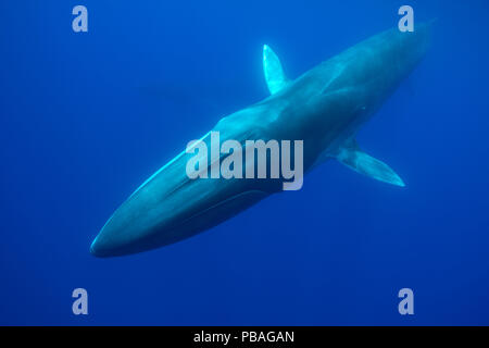 Finnwale (Balaenoptera physalus) Insel Pico, Azoren, Portugal. Mai. Stockfoto