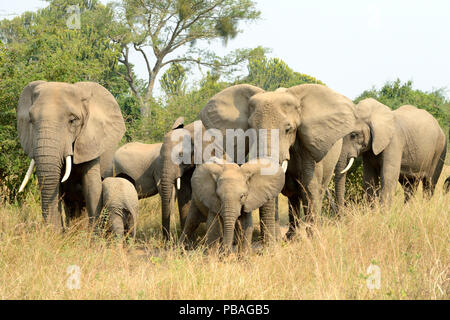 Afrikanischer Elefant (Loxodonta africana), in der Gruppe mit Frauen und jungen Nahrungssuche in der Savanne, Queen Elizabeth National Park, Uganda. Stockfoto