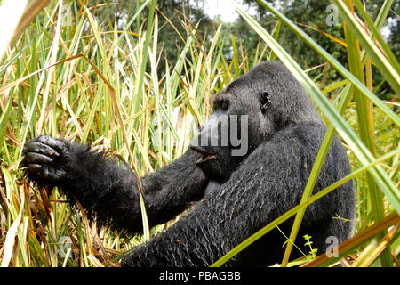 Östliche Flachlandgorilla (Gorilla beringei Graueri), Silverback dominante Männchen, Fütterung in den Sümpfen, Kahuzi Biega NP, der Demokratischen Republik Kongo. Stockfoto