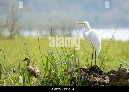 Silberreiher (Ardea alba) und Nilgans (Alopochen aegyptiacus) männlich, Akagera Nationalpark, Ruanda. Stockfoto