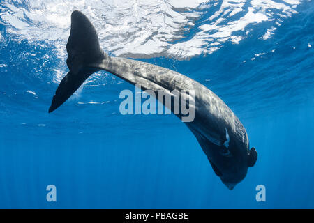 Pottwal (Physeter macrocephalus) Kalb an der Oberfläche, das ist eine sehr kleine Kalb etwa die Hälfte der normalen Geburt Größe. Sri Lanka, Indischer Ozean. Stockfoto