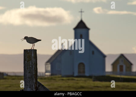 Rotschenkel (Tringa totanus) auf Post mit traditionellen Kirche im Hintergrund, Flatey, Island, Juni. Stockfoto