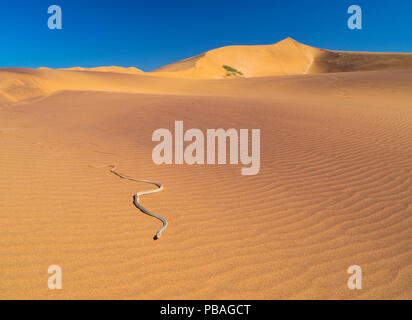 Namib sand snake (Psammophis namibensis) in Sanddünen, Swakopmund, Erongo Region, Namibia. Stockfoto