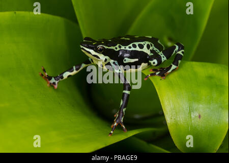 Pebas stubfoot Kröte (atelopus Spumarius) unverlierbaren Auftritt im Amazonasbecken. Gefährdete Arten. Stockfoto