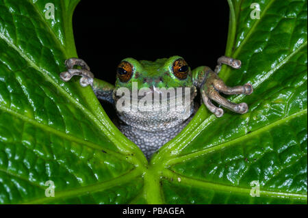 San Lucas beuteltier Frosch (Gastrotheca pseustes) unverlierbaren, tritt in den ecuadorianischen Anden. Stockfoto