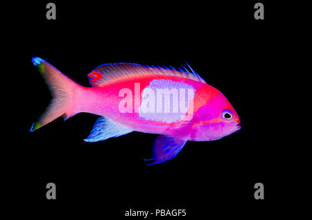 Porträt einer männlichen Squarespot anthias (Pseudanthias pleurotaenia). Sangeang Insel Sumbawa, Indonesien. Flores Meer. Stockfoto