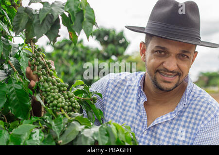 Lächelnd Mann picking Kaffeebohnen an einem sonnigen Tag - Kaffee Bauer erntet Kaffee Beeren - Brasilien - Vietnam - Kolumbien Stockfoto