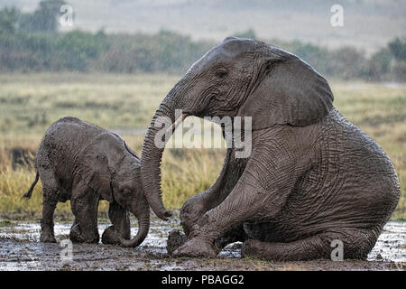 Afrikanischer Elefant (Loxodonta africana) Mutter und Kalb in Regen, Suhlen im Schlamm. Masai Mara, Kenia, Afrika. September. Stockfoto