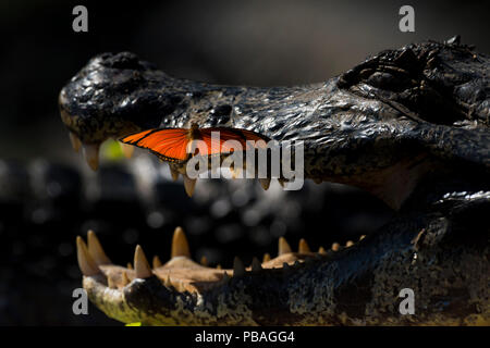 Julia heleconia (Dryas Iulia) Schmetterling am Kopf der Yacare Kaimane (Caiman yacare). Schmetterlinge oft landen auf der Kaiman Kopf das Salz aus seinen Augen zu trinken. Pantanal, Brasilien. Stockfoto