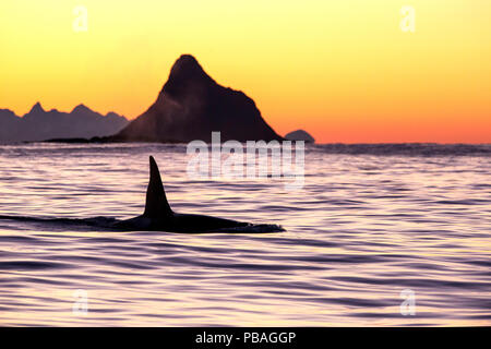 Schwertwal (Orcinus orca) erwachsenen männlichen Auftauchen in der Dämmerung, Andoya Andenes, Island, North Atlantic Ocean, Norwegen, Januar Stockfoto