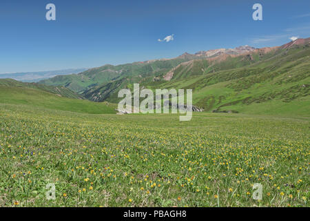 Felder mit Wildblumen auf dem alpinen Keskenkija Trek, Jyrgalan, Kirgisistan Stockfoto