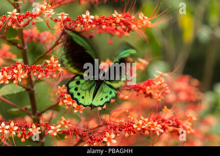 Cairns birdwing Butterfly (Ornithoptera euphorion) an der roten tropische Blumen, Queensland, Australien. Stockfoto