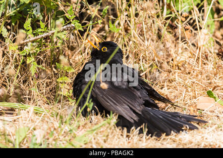 Amsel (Turdus merula) Sonnen in Full Hot de Sommer Sonne 2018. Flügel bill Agape saß auf dem Trockenen braunen Boden und Vegetation dann flog Stockfoto