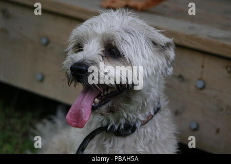 Shorkie Welpen im Freien sehr struppig und ungepflegt Stockfoto