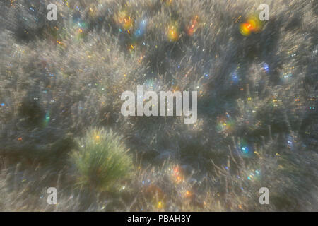 Frosted blueberry Sträucher und Red pine Seedling, Greater Sudbury, Ontario, Kanada Stockfoto