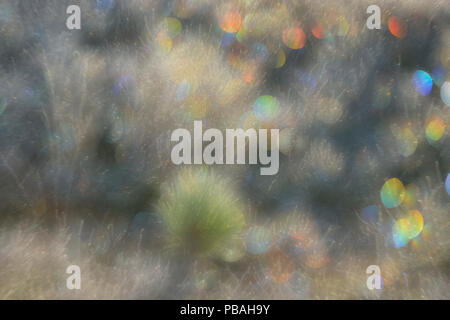 Frosted blueberry Sträucher und Red pine Seedling, Greater Sudbury, Ontario, Kanada Stockfoto