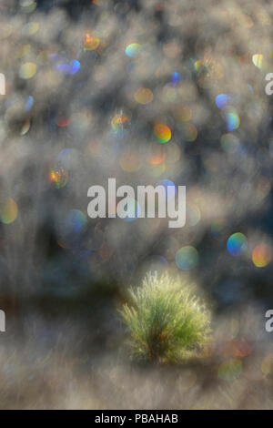 Frosted blueberry Sträucher und Red pine Seedling, Greater Sudbury, Ontario, Kanada Stockfoto