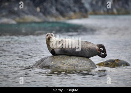 Harbour seal, Phoca vitulina, ruht auf einem Felsen oder Spitzbergen, Svalbard, Europa Stockfoto