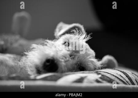 Wire Fox Terrier Stockfoto