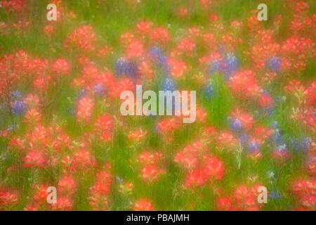 Wildblumen am Straßenrand entlang Segura Lane mit Pinsel und Texas bluebonnets, Llano County, Texas, USA Stockfoto