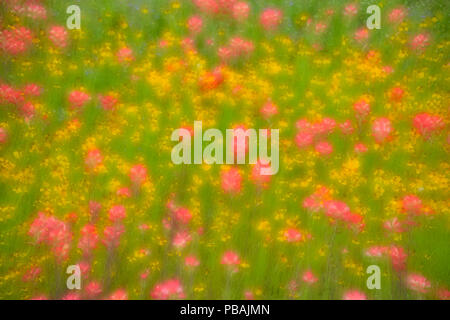 Am Straßenrand Wildblumen entlang Segura Lane mit Texas Pinsel, Llano County, Texas, USA Stockfoto