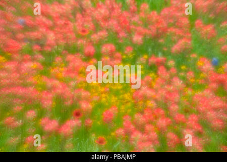 Am Straßenrand Wildblumen entlang Segura Lane mit Texas Pinsel, Llano County, Texas, USA Stockfoto