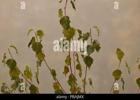 Weinend verlässt im Nebel Stockfoto