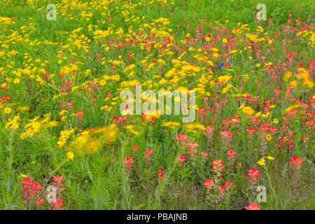 Das späte Frühjahr wildflower Anzeige mit feuerrad, Englemann Daisy und Pinsel, Johnson City, Texas, USA Stockfoto